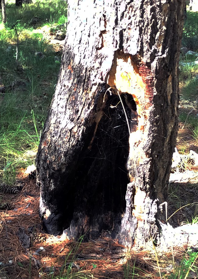 Triangular burned black scar at base of tree trunk.