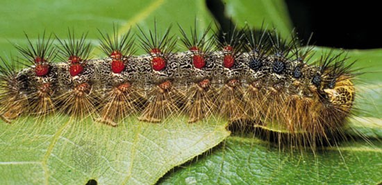 Colorful caterpillar covered with spines