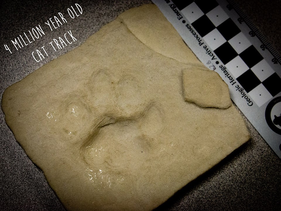 3D cat track a 3D printed track of a cat from 4 millions years ago