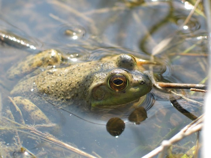 A green, American Bullfrog, poking its head above a shallow pond.
