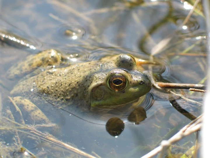 American Bullfrog A green, American Bullfrog, poking its head above a shallow pond.