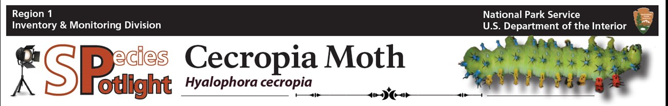 cecropia banner Spotlight banner