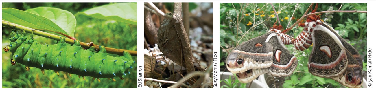 Cecropia moth development from caterpillar to moth.