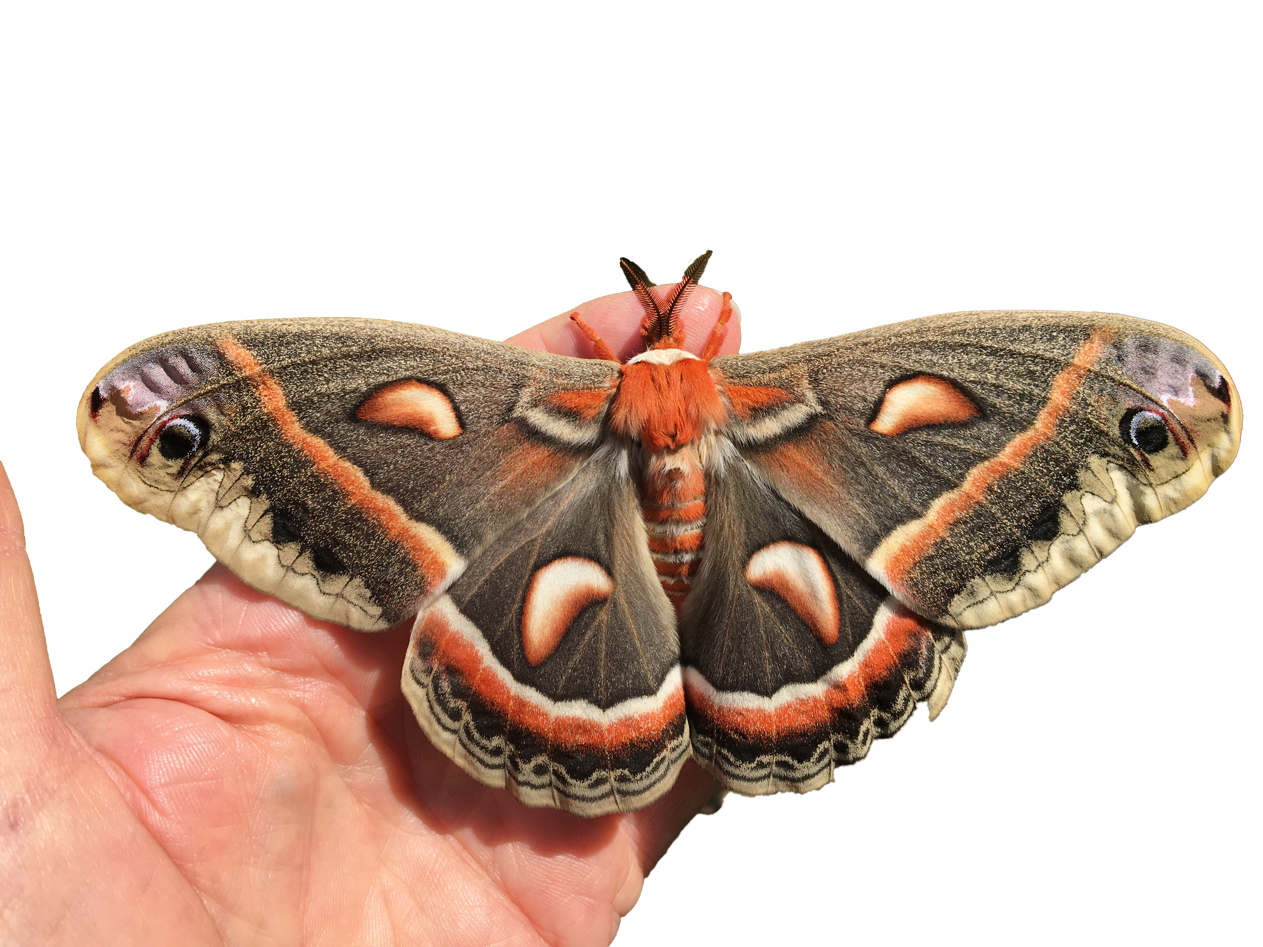 A cecropia moth perches on a person's hand.