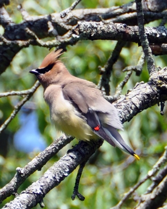 A brown crested bird with black around it's eyes and above the bill, a buff and yellow breast, lighter brown back, red-tipped wings, and yellow-tipped tail