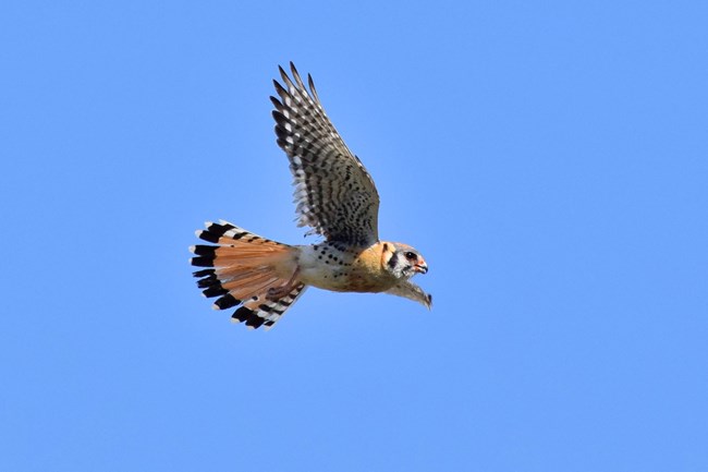an American Kestrel with wings out wide