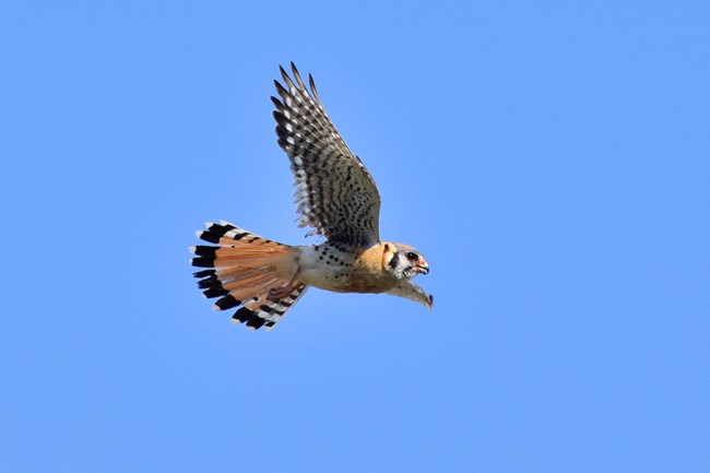 Flying American Kestrel an American Kestrel with wings out wide
