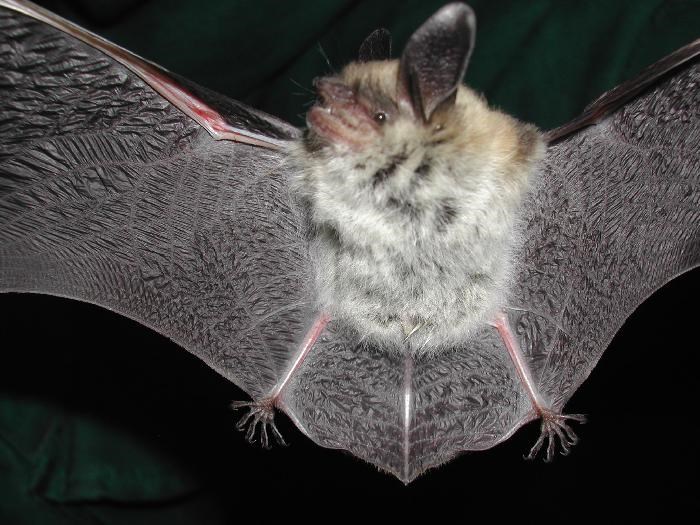 Photo of a fringed myotis bat