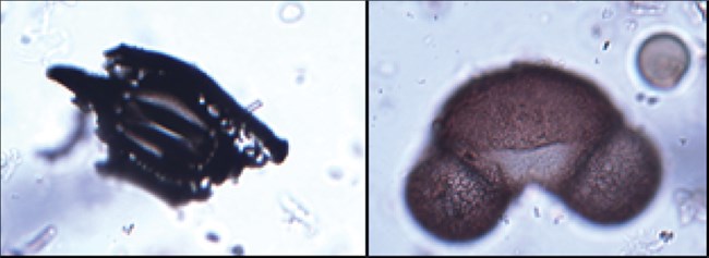 charcoal fragment and pine pollen magnified