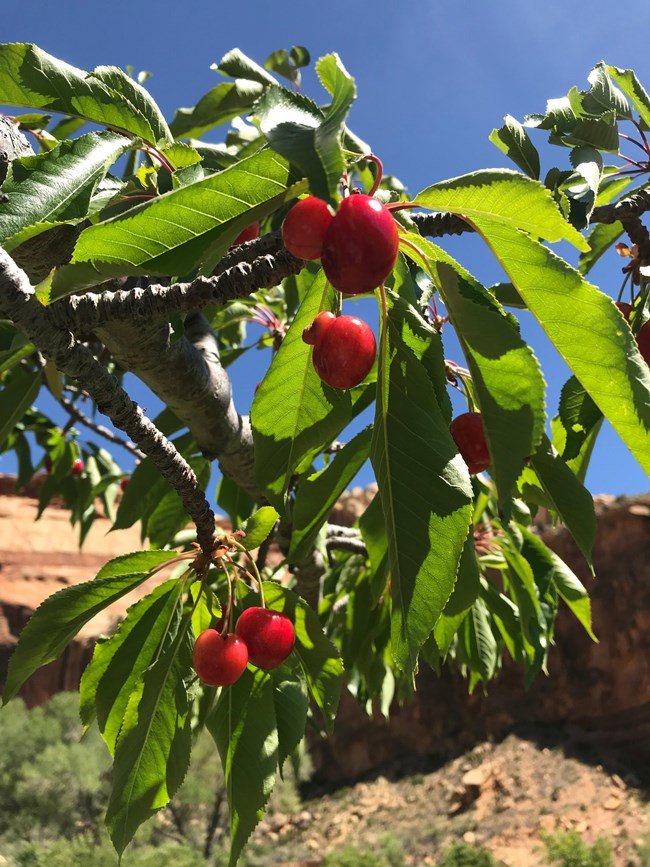 Bright red cherries on branch with green leaves, with striped tan and red cliffs, trees, and blue sky in the background.