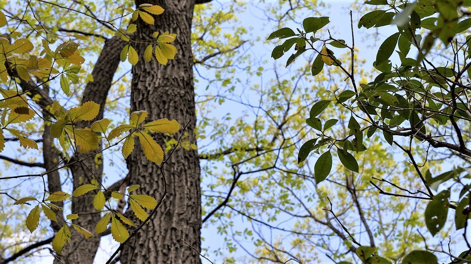 New chestnut oak leaves Chestnut oak tree with yellow and green leaves