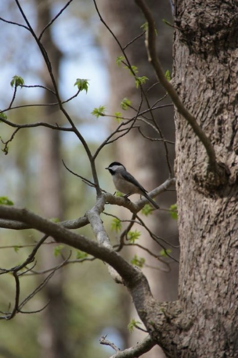 chickadee Non-migrating bird, Carolina chickadee, on a tree branch.