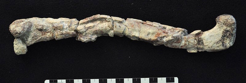 chindesaurus leg bone