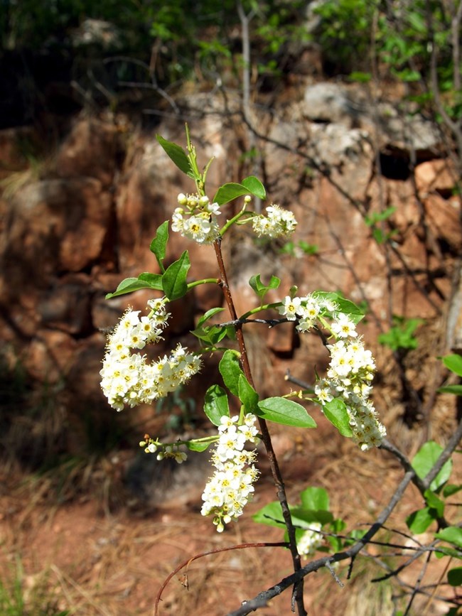 Chokecherry plant (Prunus virginiana)