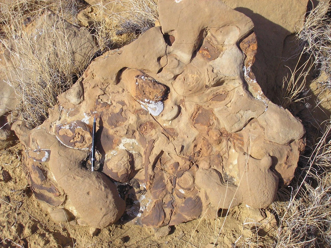 fossil clam bed in sandstone