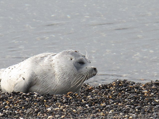 seal seal on the coast