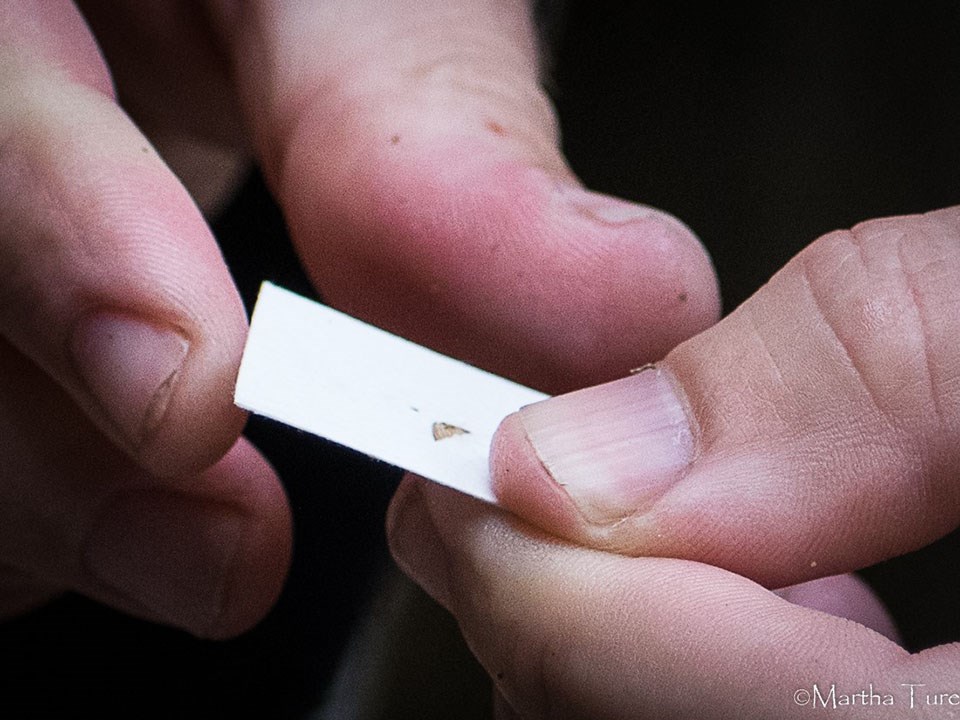 Fingers holding a piece of filter paper with a small caudal fin tissue sample on it