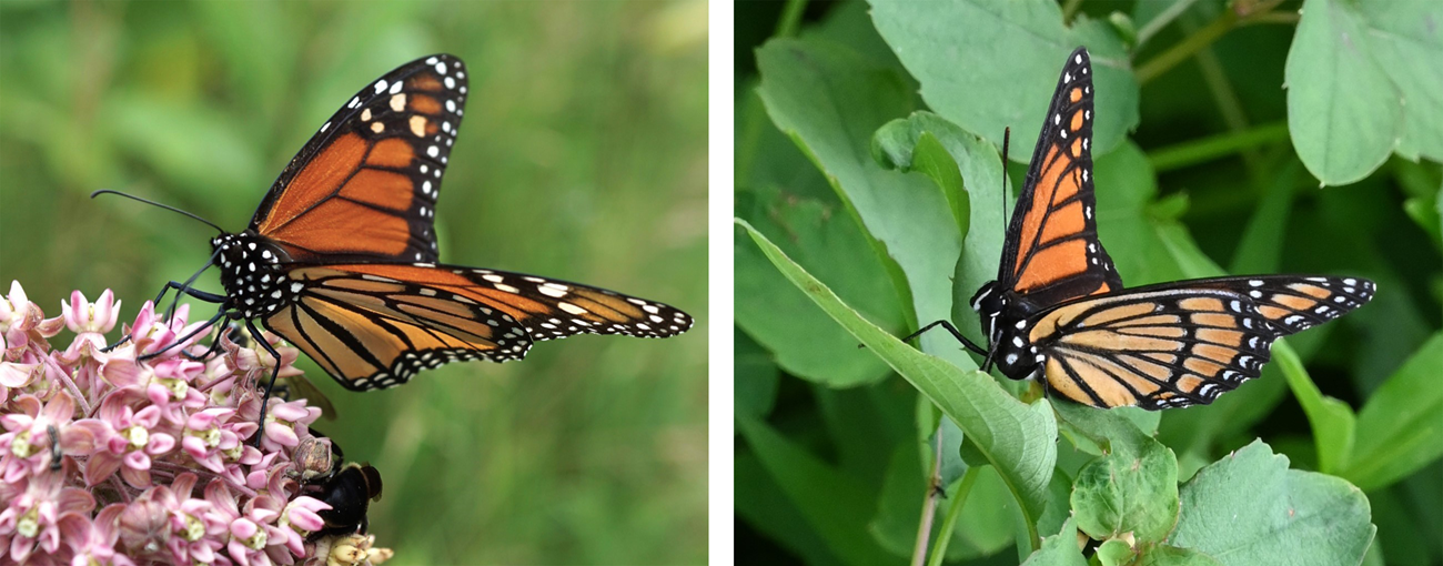 An orange and black monarch butterfly perched on the pink bloom of a milkweed plant (left). An orange and black viceroy butterfly perched on green leaves (right).