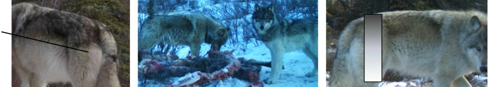 three photos; one shows the angle of dark hair on a wolf's back, the second shows two wolves at a carcass, and the last shows the gradient of dark to light fur on a wolf