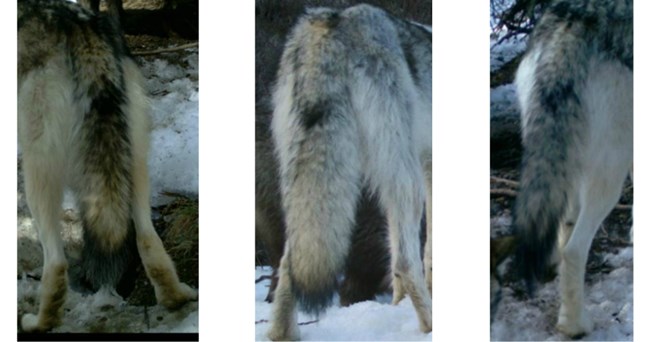 three wolf tails