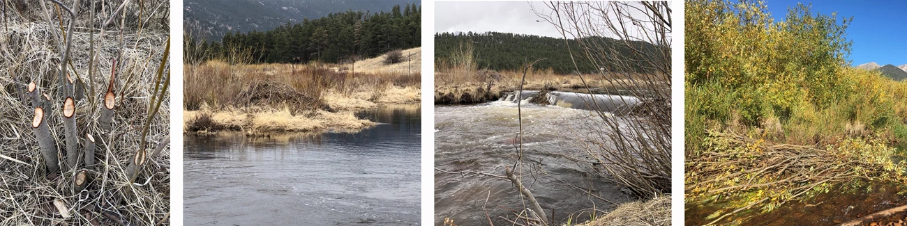 Beaver Signs A four picture collage. Left to right: a cluster of chewed stems, a beaver lodge of mud and sticks, a beaver dam with water flowing over it, a pile of aspen sticks in a stream.