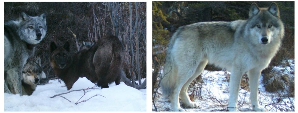 two images, one showing two gray wolves and a black wolf, the other showing a gray wolf