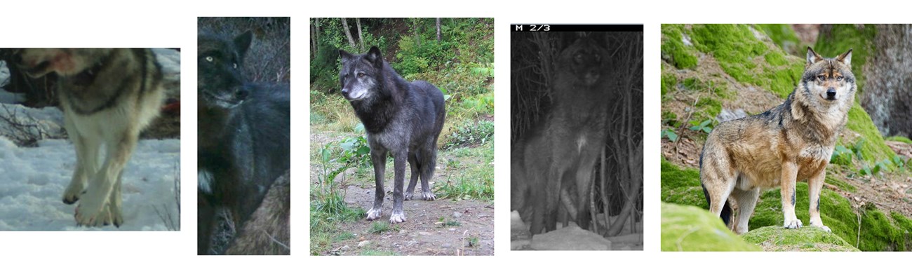 five photos depicting wolf chests