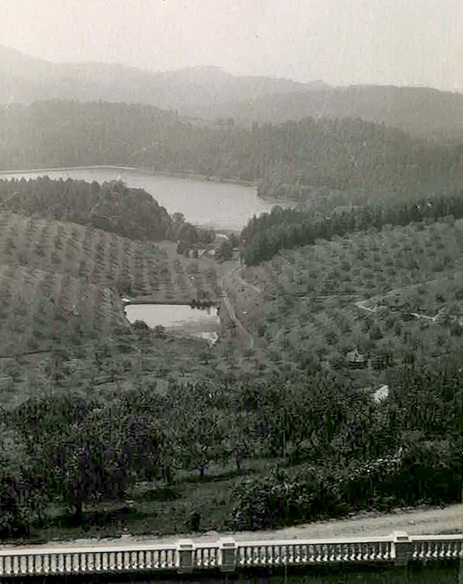 Black and white photo of an apple orchard covering hillsides leading down to a small lake in a valley