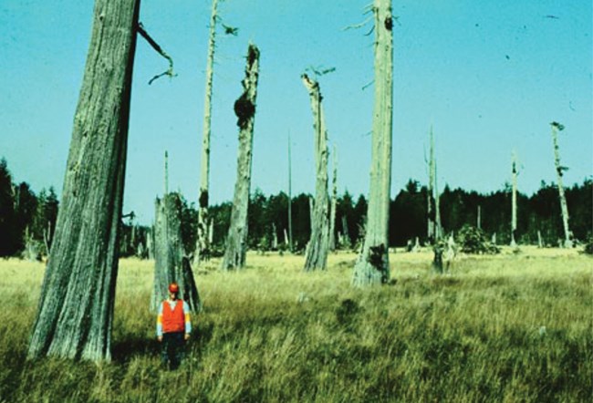 copalis river trees killed by salt water after quake