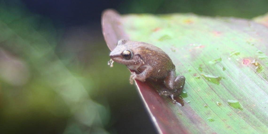 A small red frog sitting on a reddish green leaf