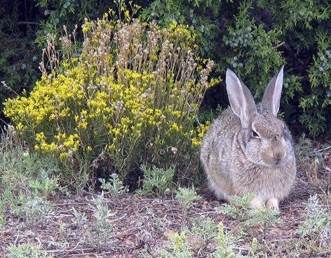 Cottontail rabbit sitting among the plants