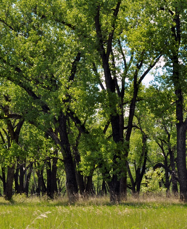 Thick stand of tall trees with bright green leaves and prairie grasses under them