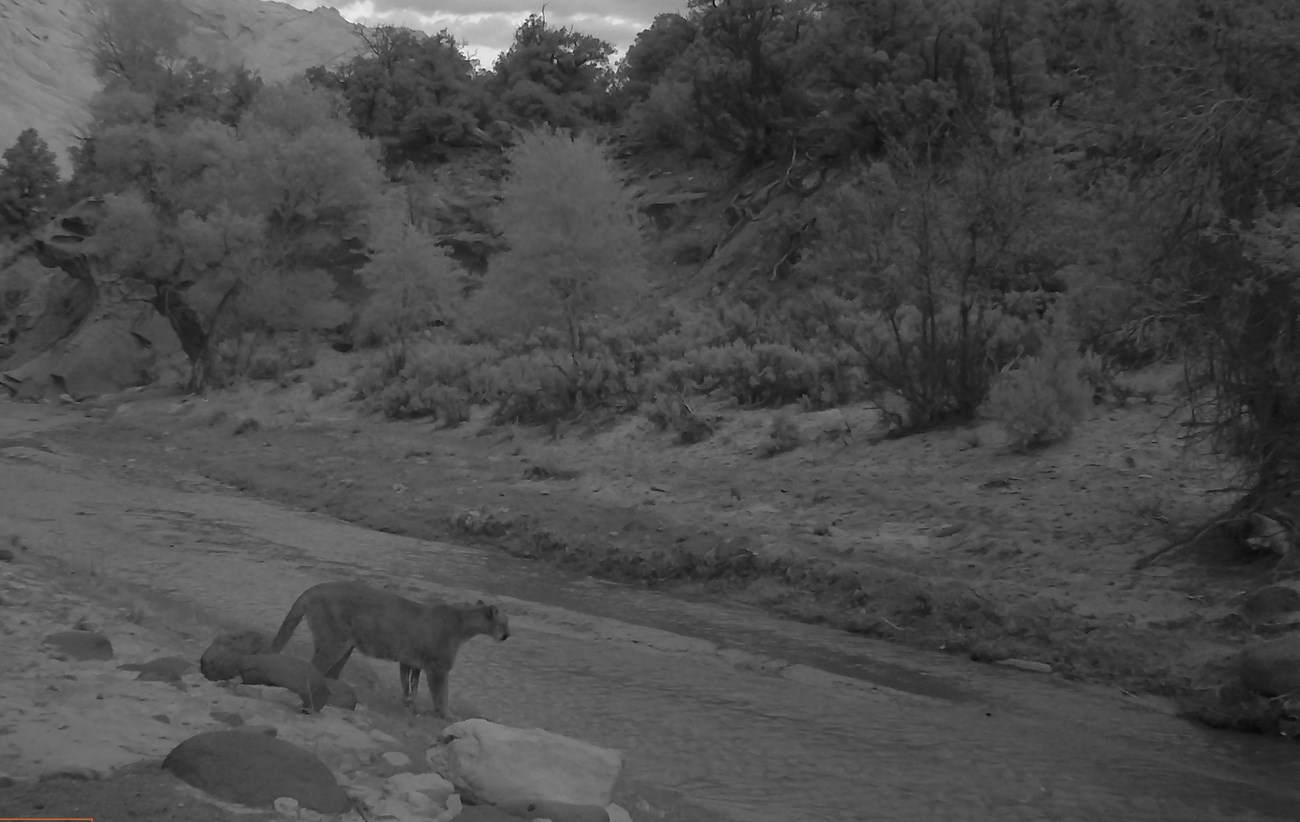 Black and white image of a mountain lion standing at end of dry wash, with boulders, and trees around it.