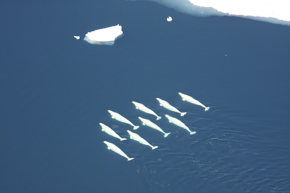 Aerial view of white beluga whales in deep blue water.
