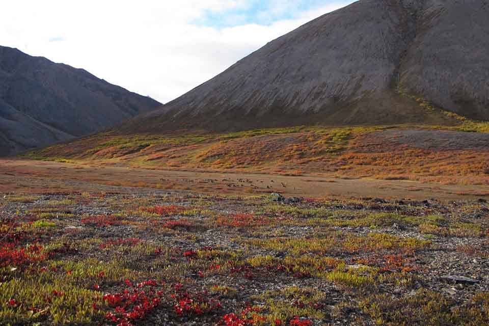 An Arctic valley with migrating caribou in the fall.
