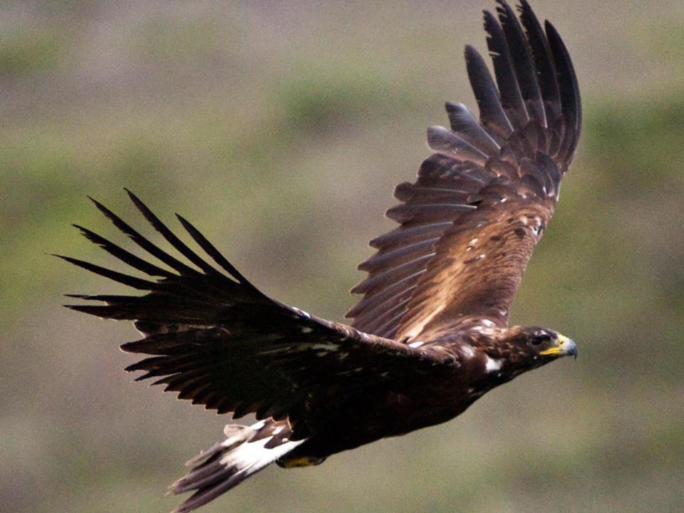 A Golden Eagle in flight.