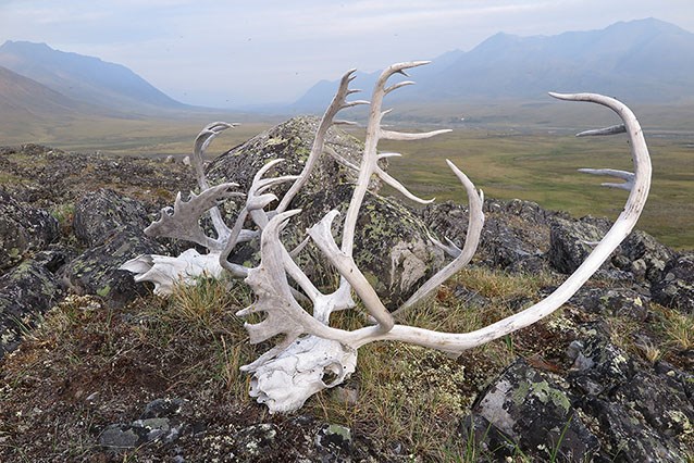 Arctic people and place caribou skull in the Arctic tundra
