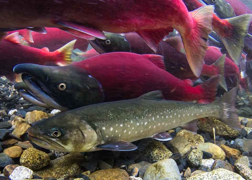 Navigating the Frozen Waters: A Comprehensive Review of Salmon Beku