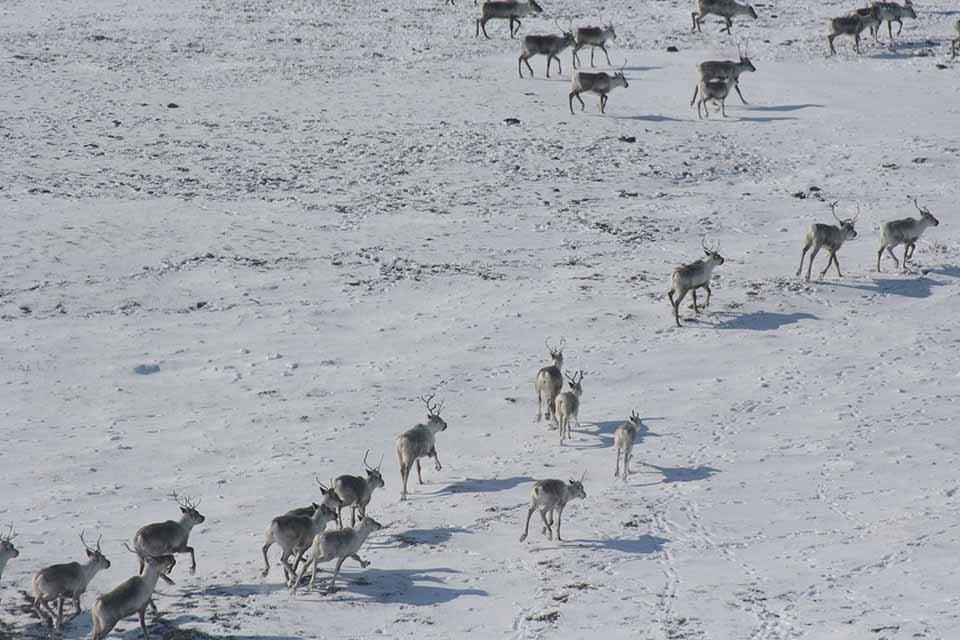 A herd of caribou travel across the snow-covered tundra.