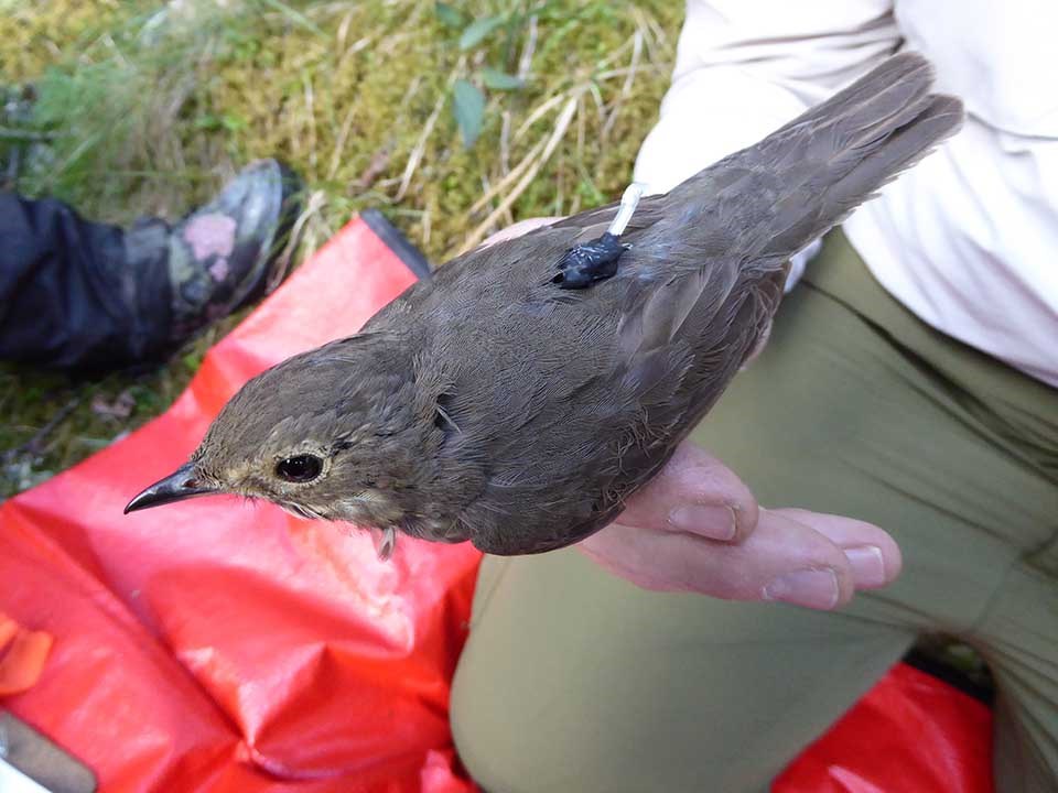 A researcher holds a thrush fitted with a geolocator on its back.