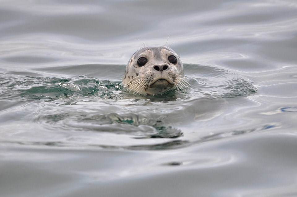 A close up of a harbor seal popping its head out of the water.