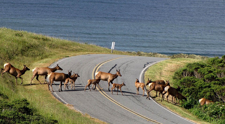 Elk crossing Limantour Road Cows and calves cross Limantour Road