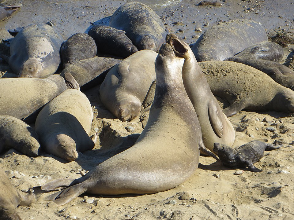 Two elephant seal cows (females) fighting next to a young pup in a colony at Point Reyes National Seashore.