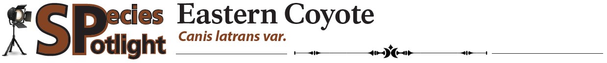 Spotlight banner - Eastern Coyote Spotlight banner - Eastern Coyote