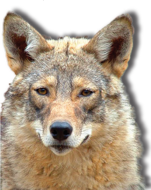 what does coyotes will hybridize dogs