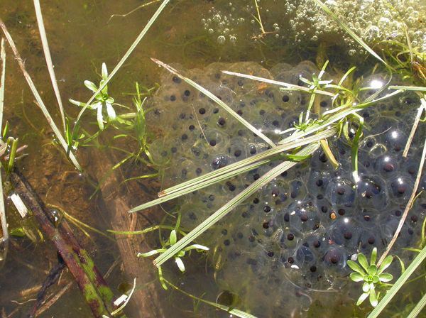 Egg mass Cluster of translucent eggs with dark spots at their centers in shallow water