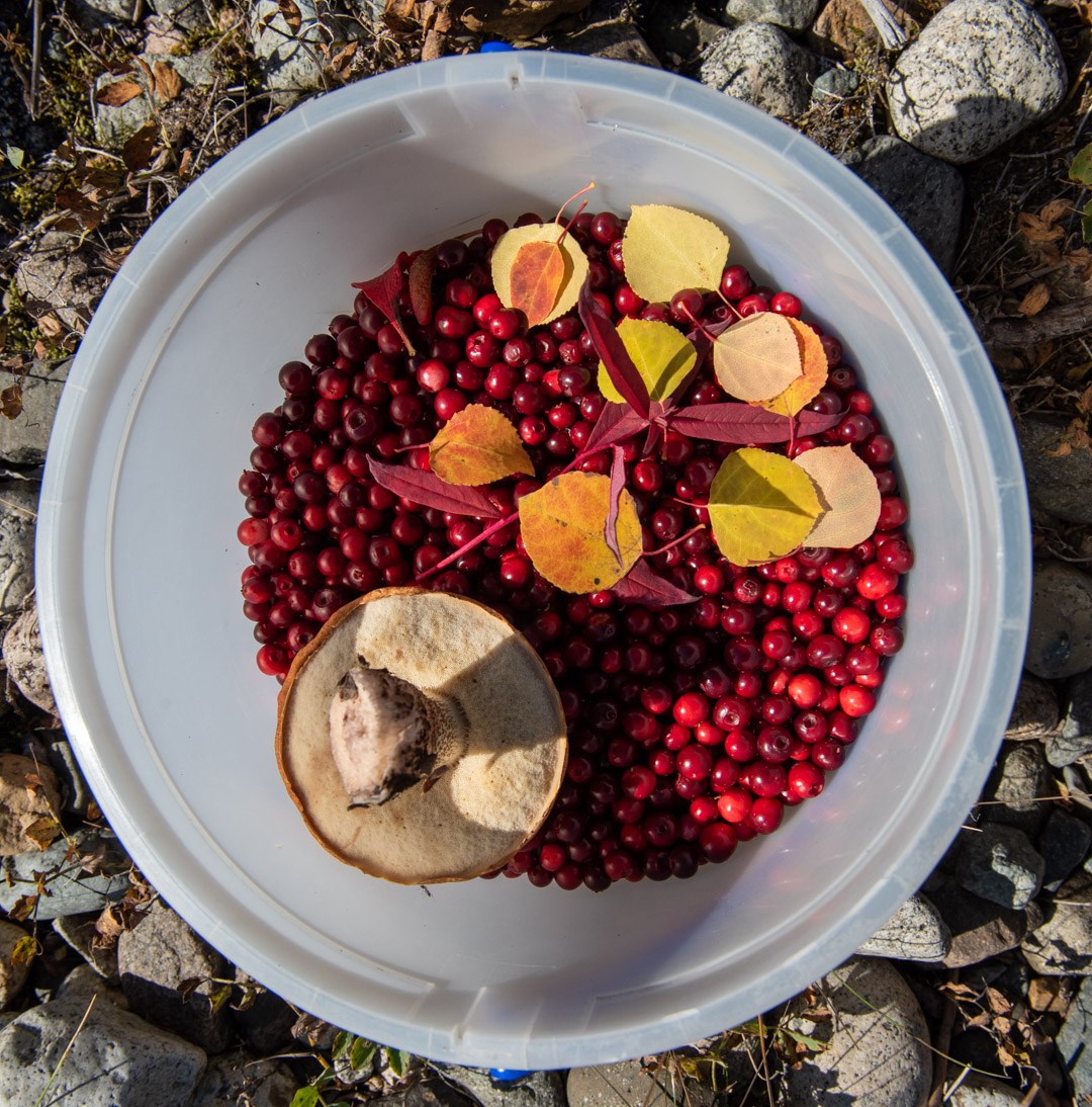 a bucket holding cranberries and other harvested fruits