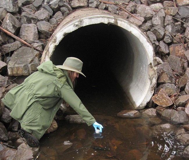 Angie Collecting Water Quality Sample Hydrologic Technician Angie Pincetich scoops up sample from a creek to analyze for various water quality measures.