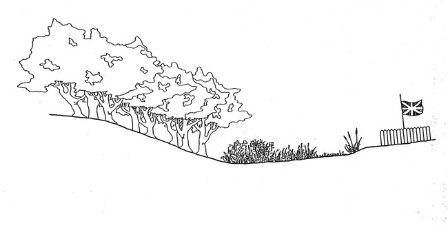 Illustration of the vegetation along a transect