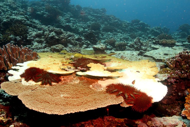 Crown of thorns starfish outbreak on the coral reefs of the National Park of American Samoa